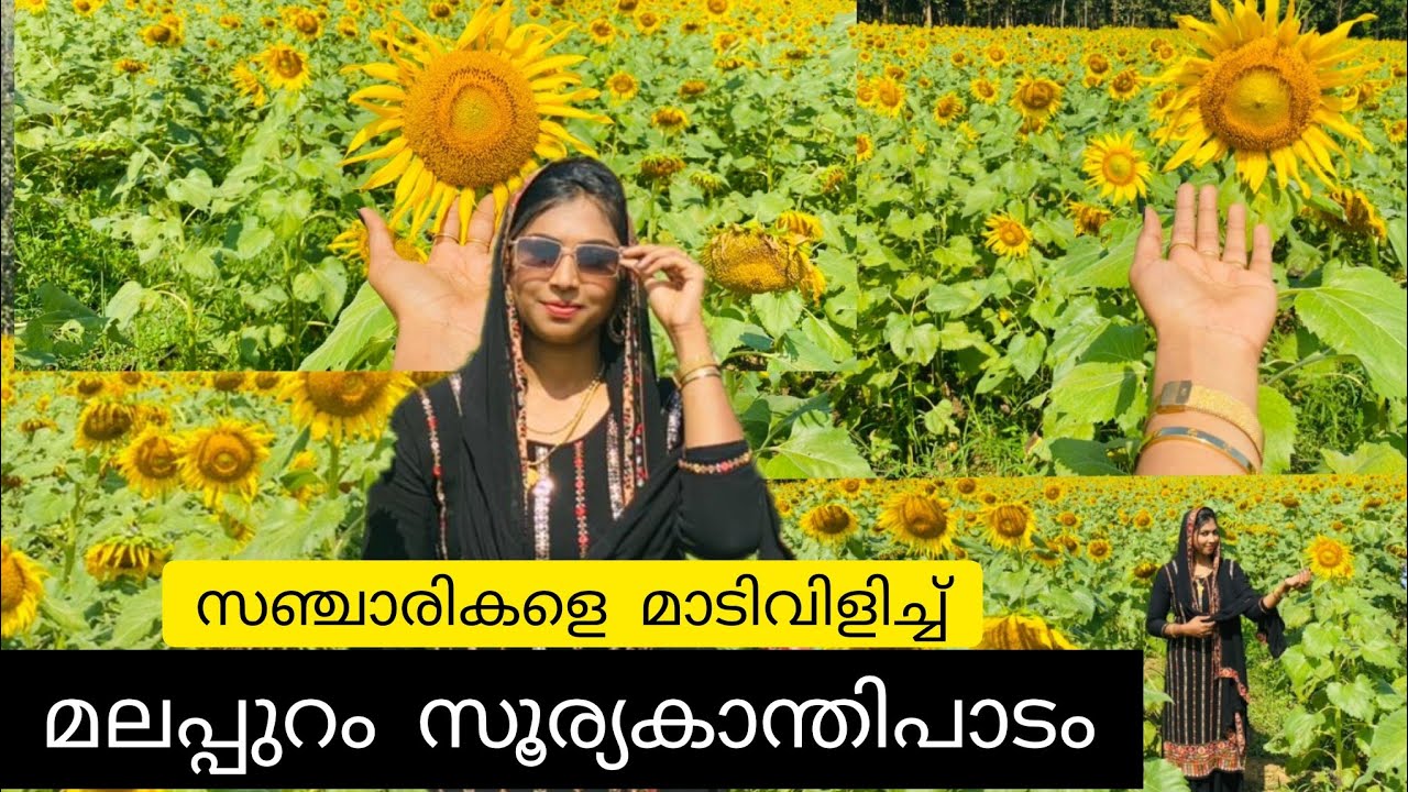 സഞ്ചാരികളെ മനം കുളിർക്കുന്ന കാഴ്ചയാണ് മക്കളെ 🌻Soorykaanthi padam | Nilamboor vengaparatha #nasmivlog