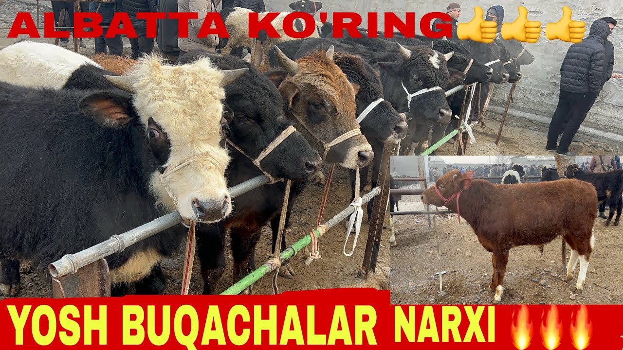 UCHKO’PRIK BOZORI YOSH  BUQAGHALAR NARXI BILAN TANISHING 24 01 2026✅✅✅