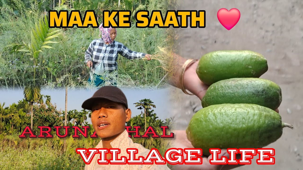 Maa Ke Saath Khet Ka Din ❤️ | Lemon Todna & Real Arunachal Village Life 🌿