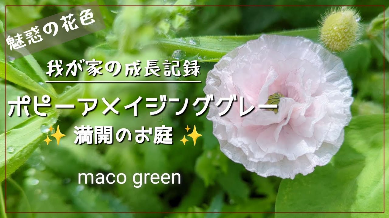 【成長記録】ポピーアメイジンググレーの苗から開花までを動画でまとめました♡