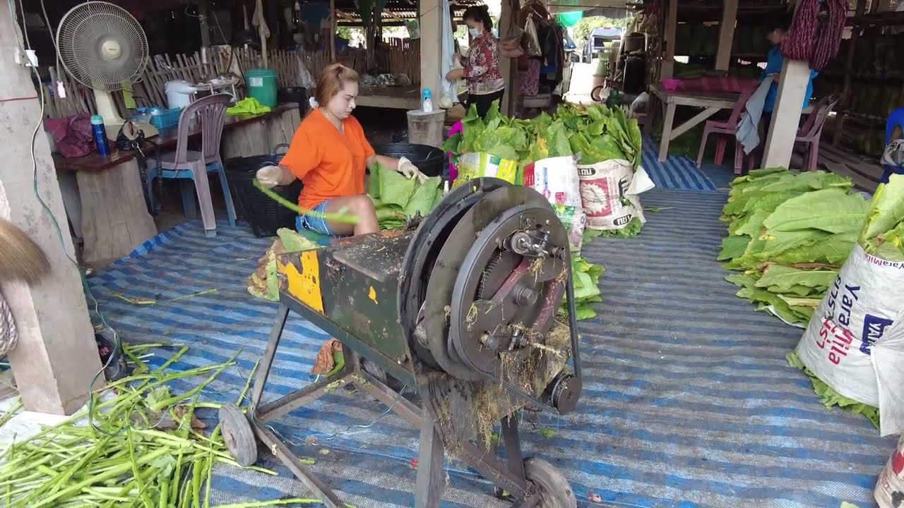 Visit of Tobacco Farm in Ban Lomsak in Thailand
