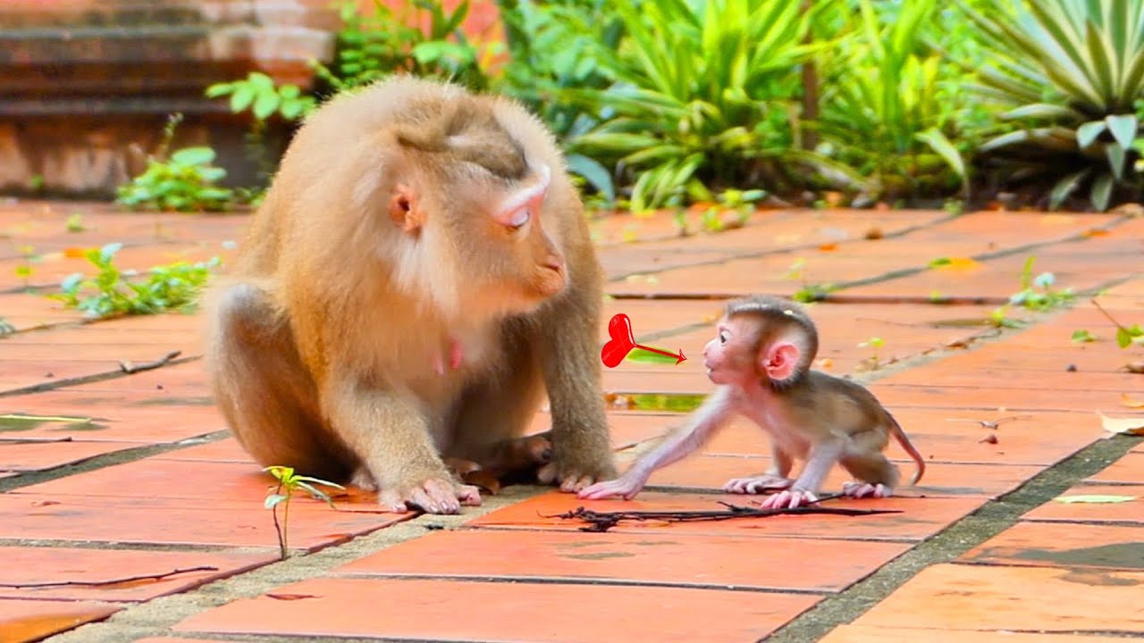 Mother Monkey MILINA Speaking To Her Cute Baby So Sweetie || Awesome Video Clip Today
