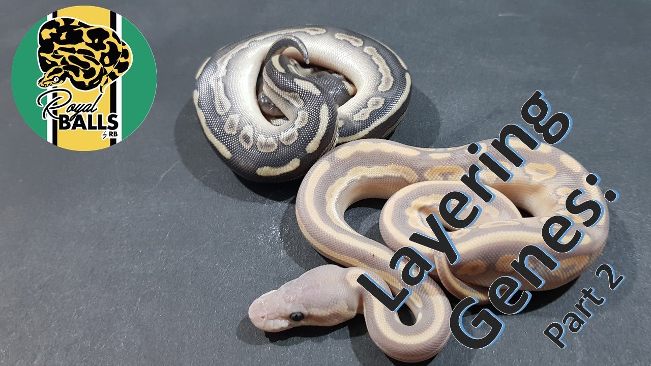 Ball Pythons; Layering Genes Part 2