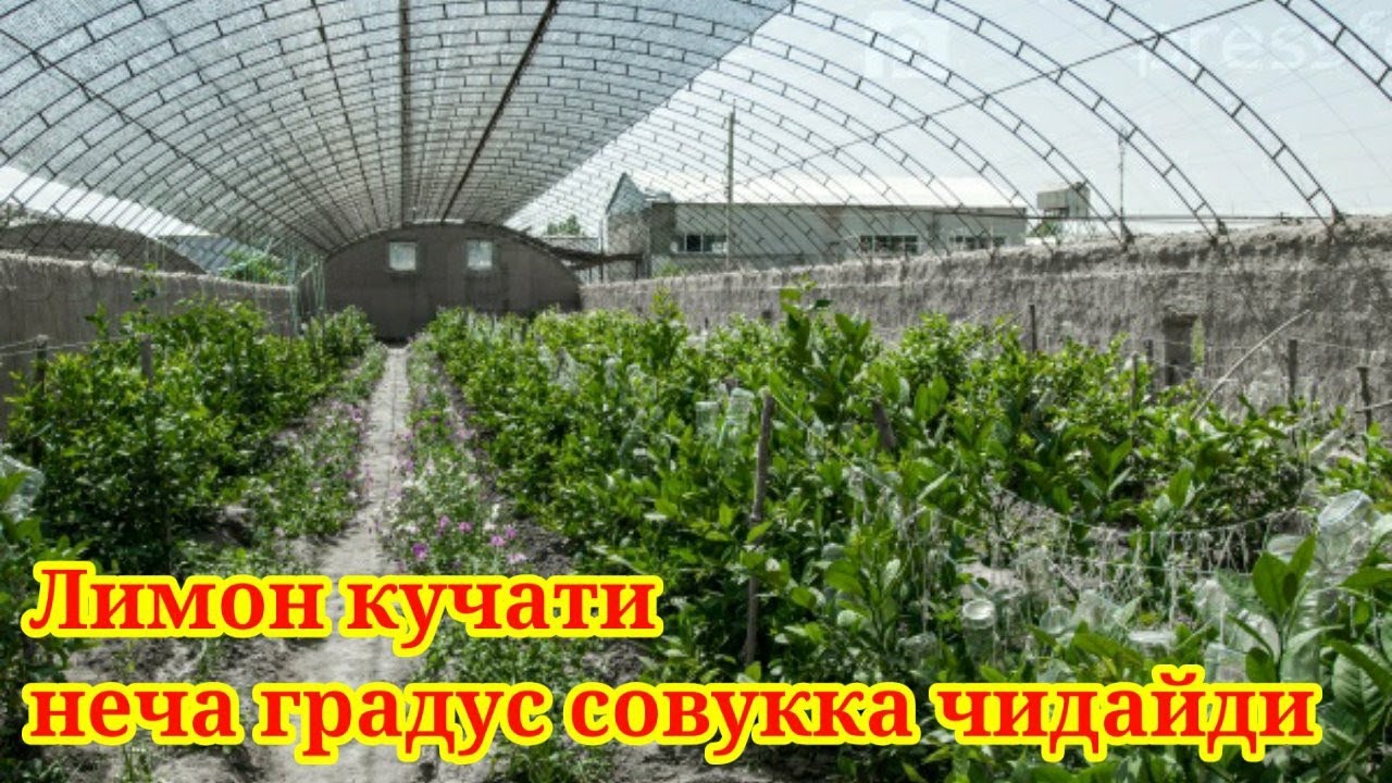 Limon kochatini necha gradusda sovuq uradi. Limon orasiga Kartoshka ekish mumkinmi?