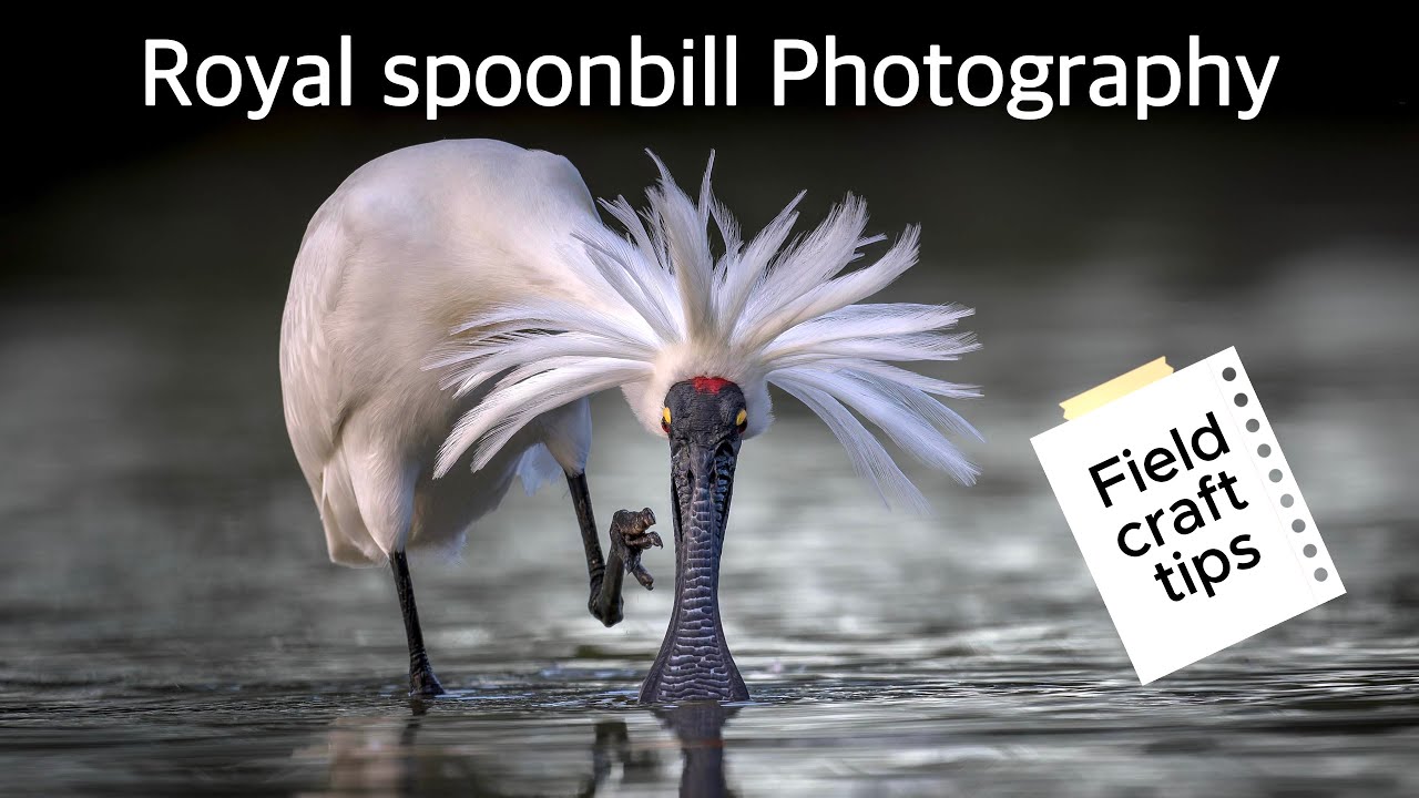 Fieldcraft Secrets for Spoonbills! #birdphotography #birdphotographer #wildlife 