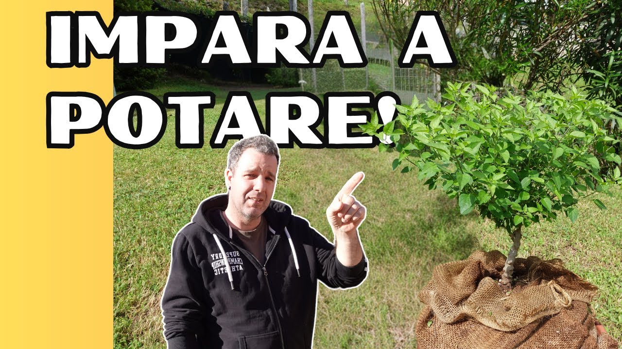 COME Potare CORRETTAMENTE i Peperoncini!
