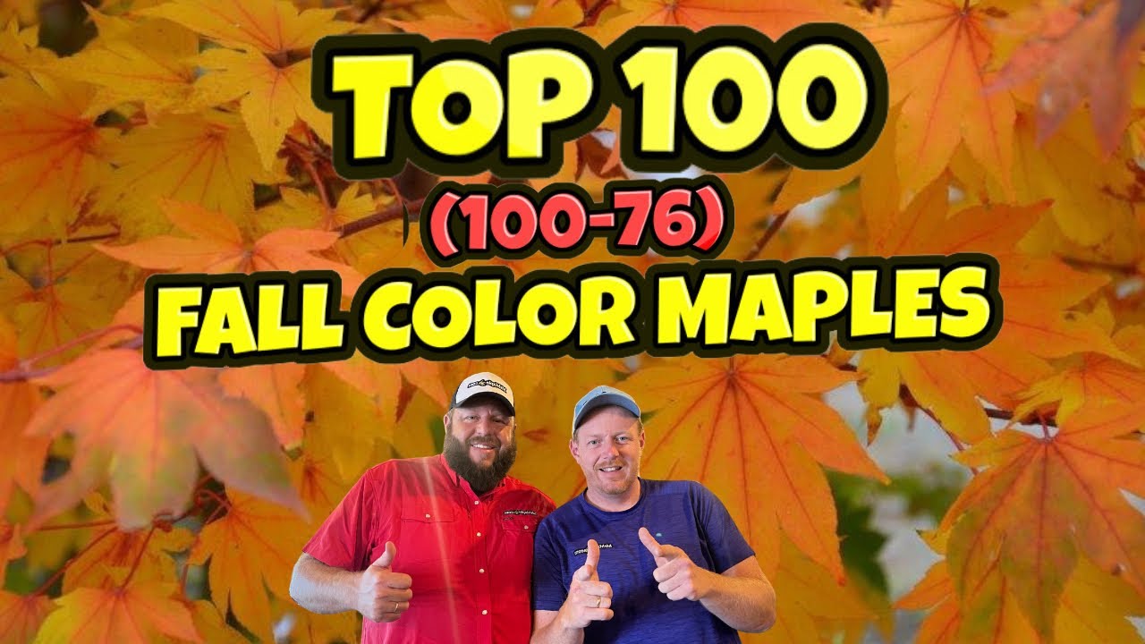Top 100 Fall Color Maples #100 - #76 | Best Japanese Maples in Autumn | MrMaple.com