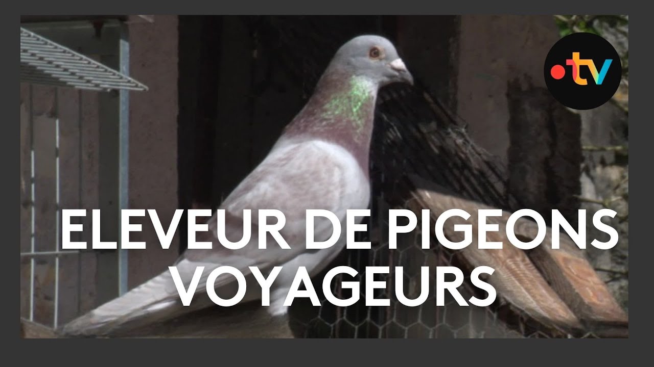 Entra&icirc;nement des pigeons voyageurs pour des comp&eacute;titions
