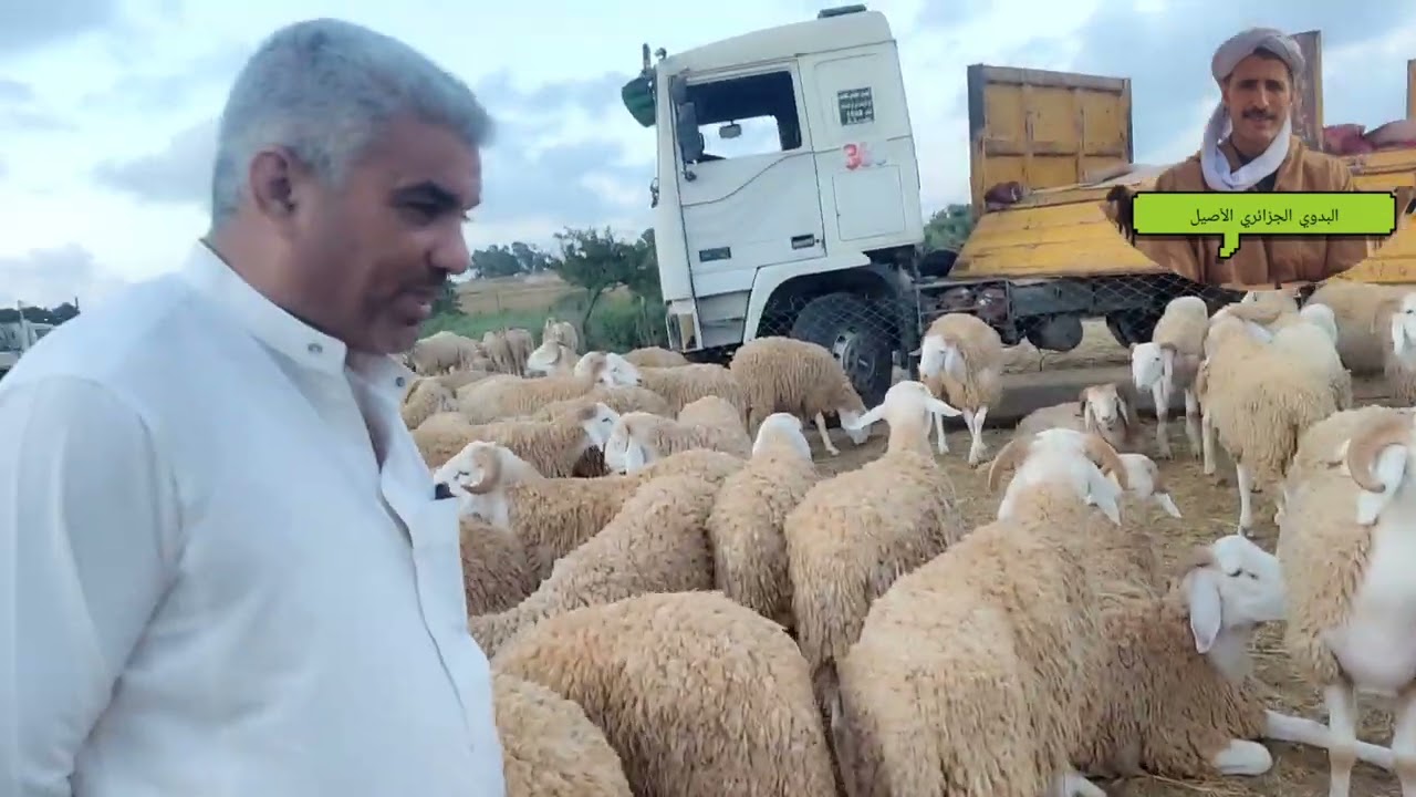 هذا هو الموال المتكون مع  المواشي
