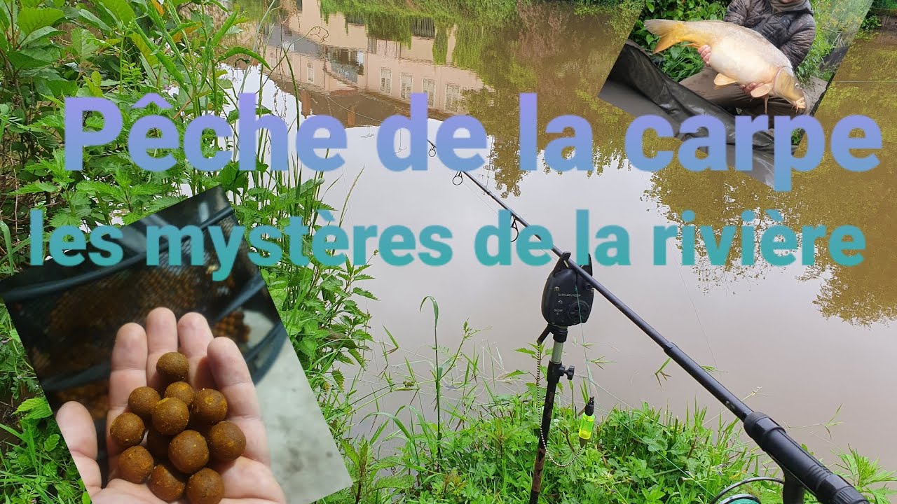 Pêche de la carpe , les mystères de la rivière