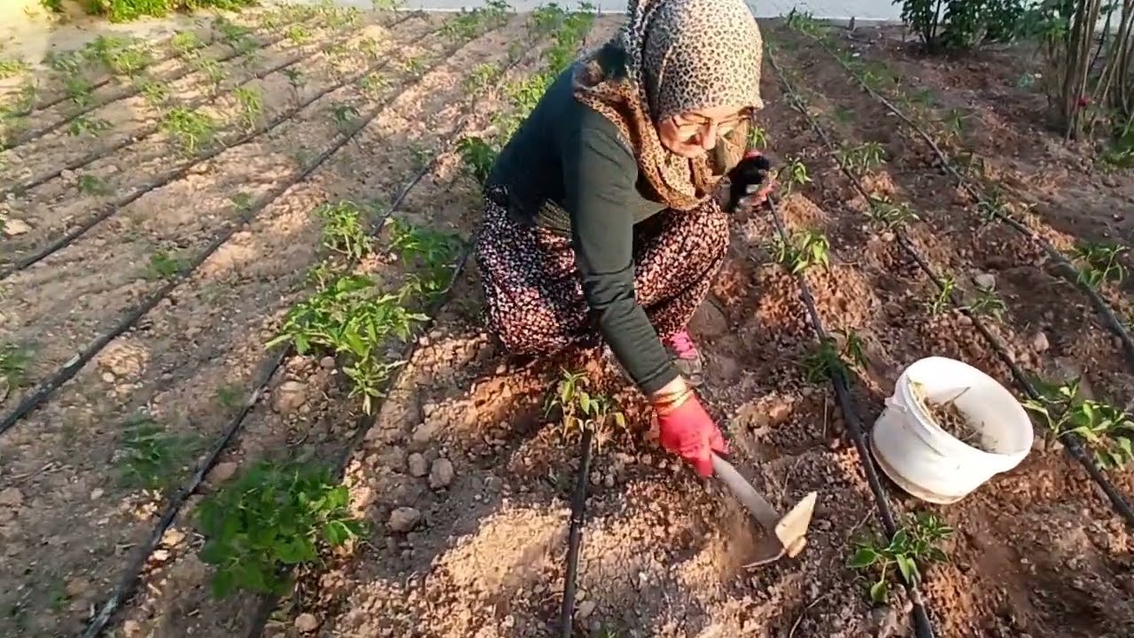 BAHCE CAPASİ NASİL YAPILIR ❇️ bahçeme çapa yaptım sohbet eşliğinde komşumla ❇️