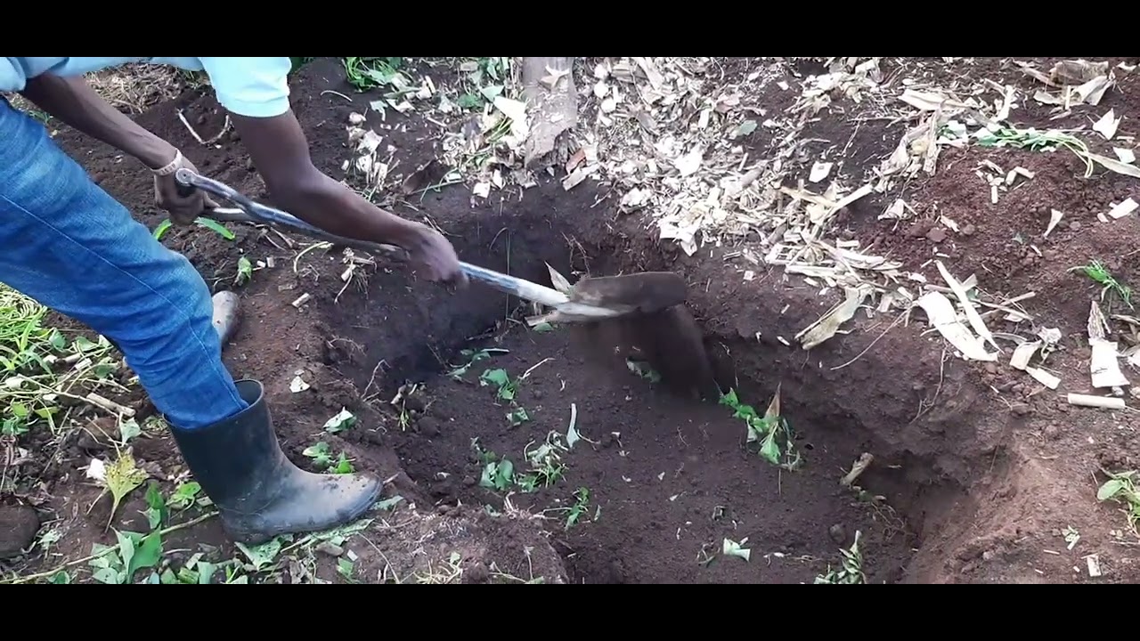 Preparing compost manure using pit method. #Agriculture
