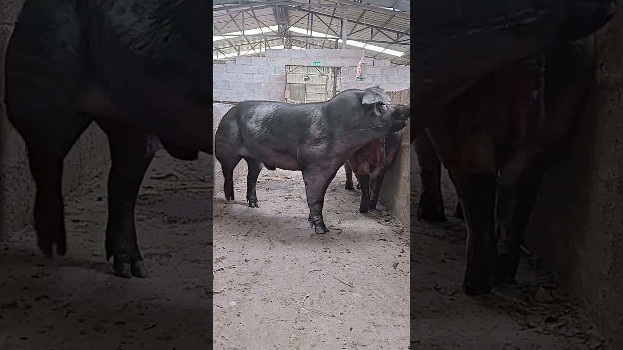 Secrets of pig training a step by step guide#23