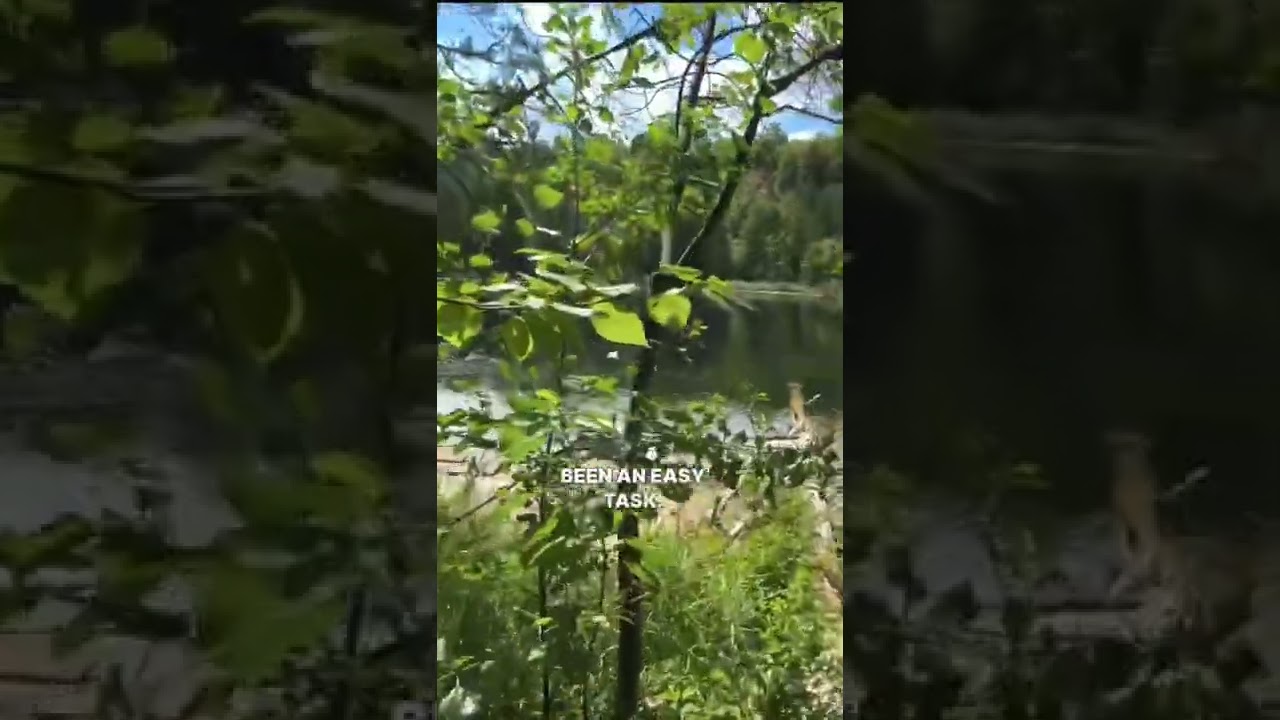 Hidden Pond Outside The City (Toronto) 🎣 #shorts