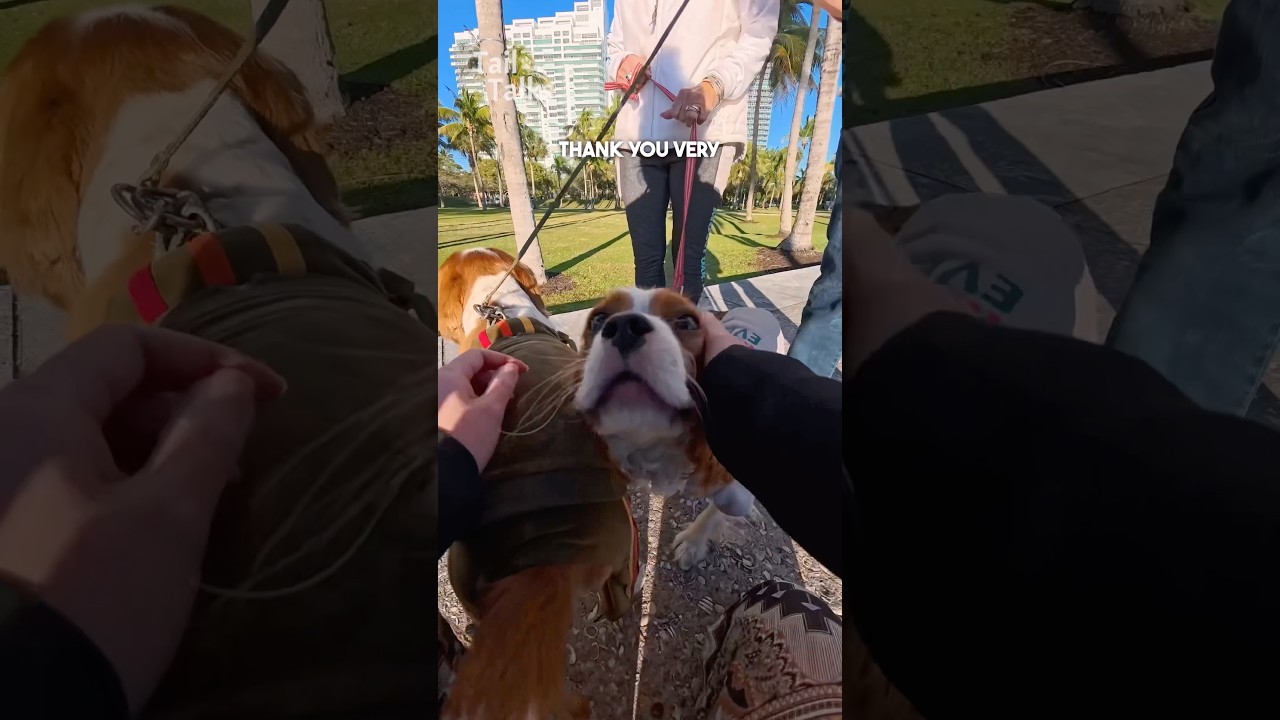 We met two adorable Cavalier King Charles Spaniels! #cavalier #dog