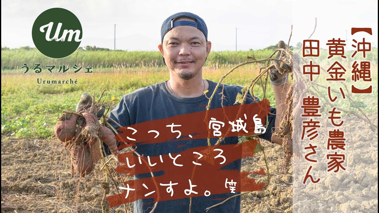 黄金いも農家・田中豊彦さん【うるマルシェの生産者さん】［沖縄｜うるま市］