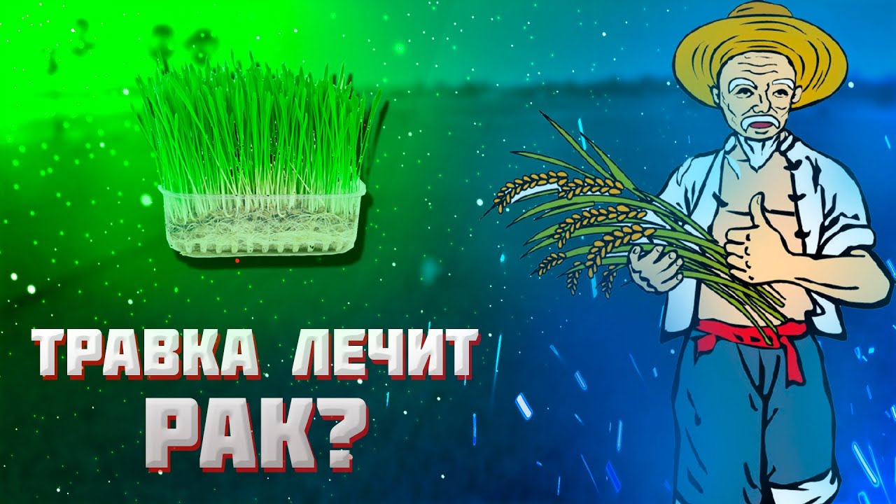 ВИТГРАСС I ПШЕНИЦА I МИКРОЗЕЛЕНЬ