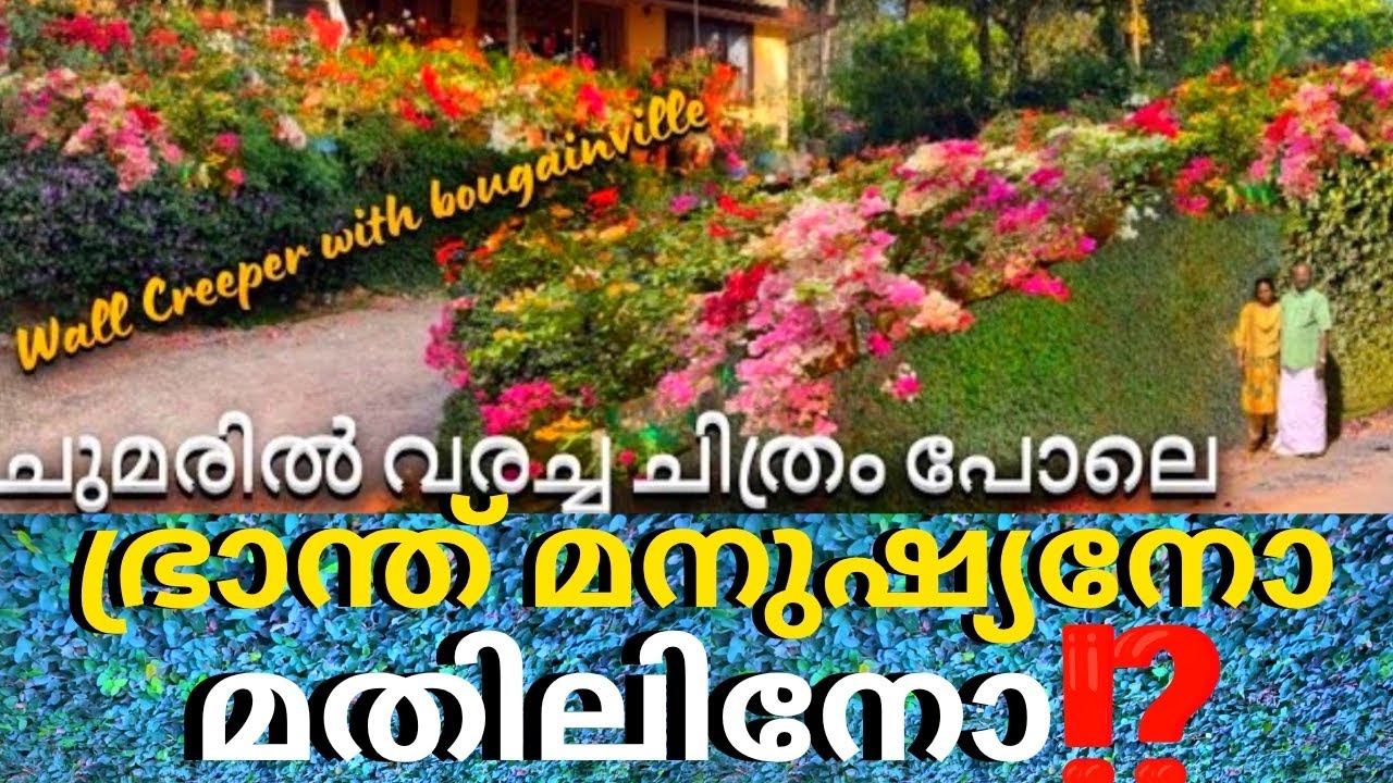 മതിൽ മതിമറന്നപ്പോൾ😱വാൾ ക്രീപ്പറിനുംബോഗൻവില്ലക്കും തമ്മിൽ എന്ത് ബന്ധം?മതിലുകളിൽ ഇനി ചായംപൂശാൻ വരട്ടെ