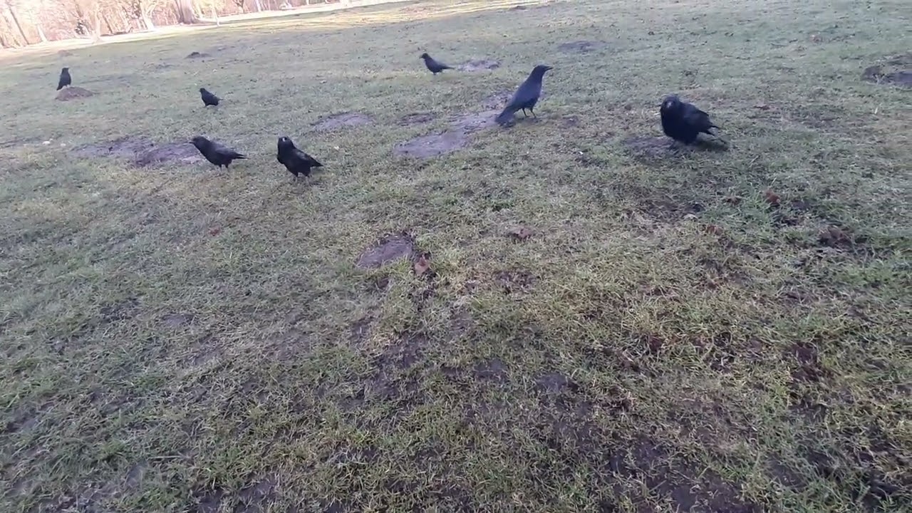 pov feeding the crow army
