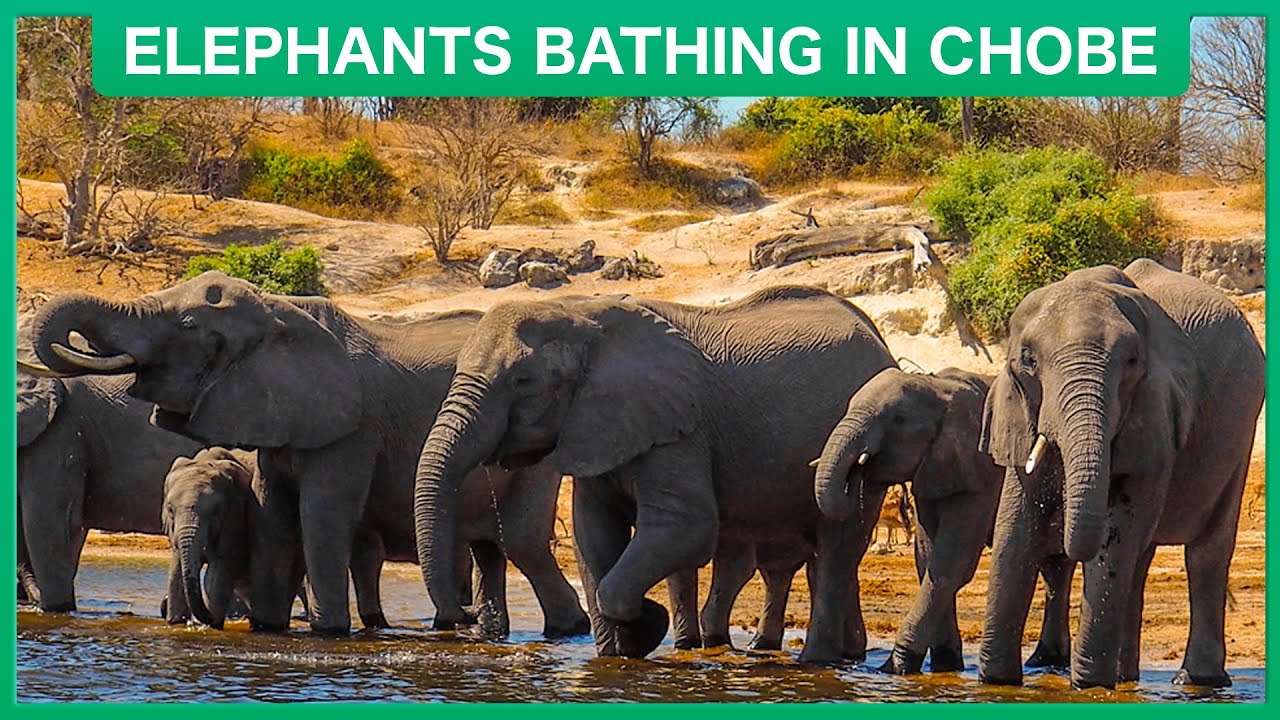 Слоны сохраняют прохладу в реке Чобе 🐘🛁