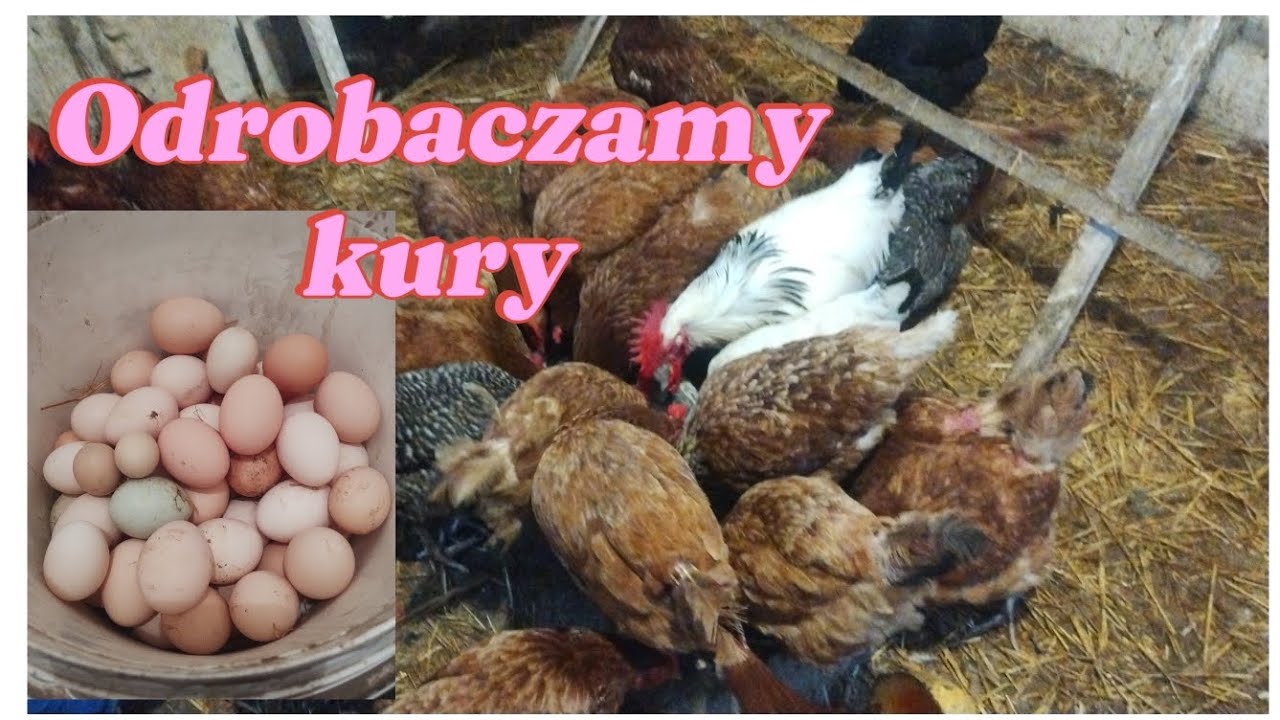 255. Kury nioski- czy odrobaczenie poprawi nieśność🥚 brojlery prawie padły...reszta zbiorów z pól💪