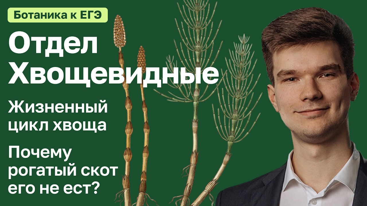 7.44. Отдел Хвощевидные | Ботаника к ЕГЭ | Георгий Мишуровский