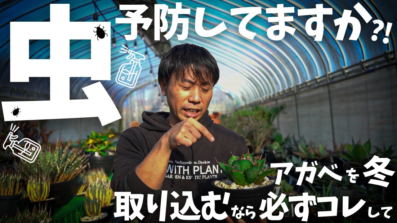 【予防してから家に入れないと大変な事に,,,】アガベの冬前の虫予防