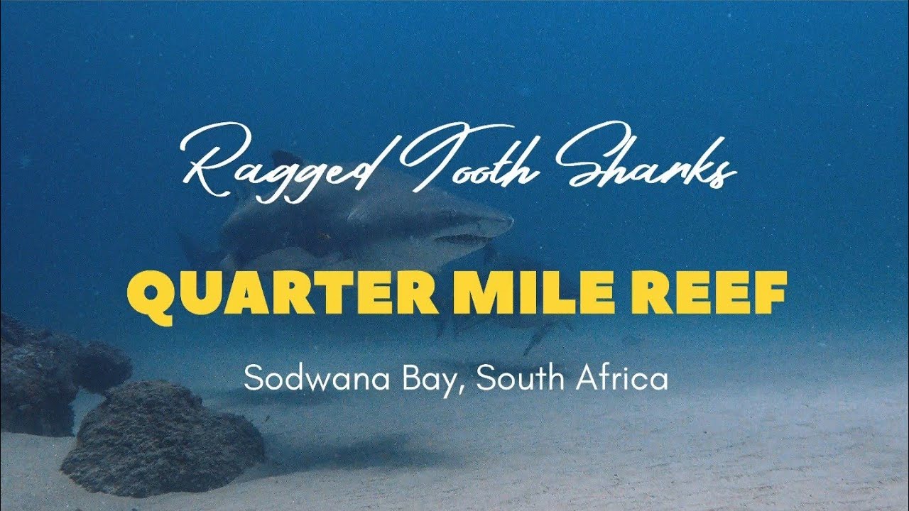 Ragged tooth sharks at Quarter Mile Reef, Sodwana Bay, South Africa 