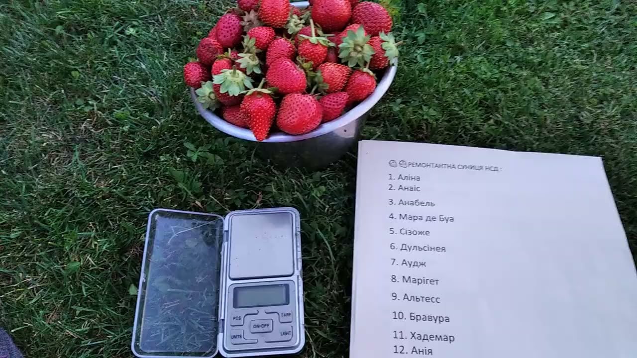 🍓🍓🍓 Сорти НСД , реми, нейтрали 2024 🇺🇦 Які залишила та які видалила ? #саджанці #полуниця #клубніка