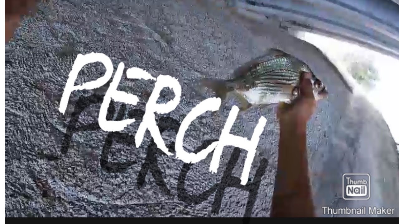 SAND PERCH FISHING