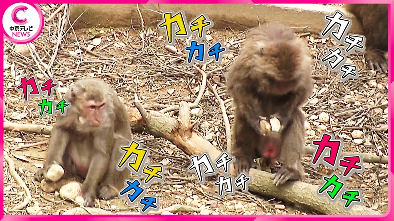 【サルが「カチカチ鳴らす石」】 “ご支猿”のお礼で大人気に　愛知・犬山市「日本モンキーセンター」