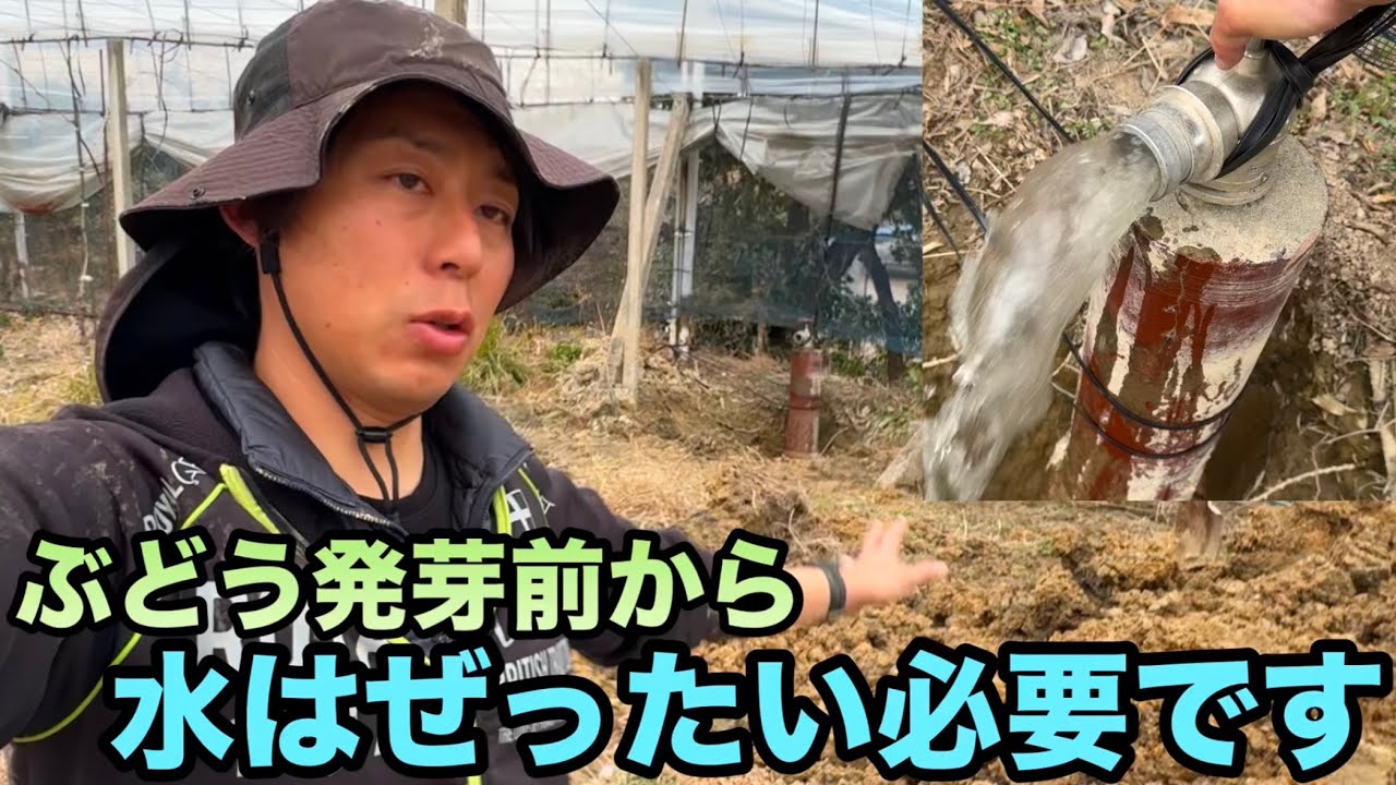 ぶどう発芽前の潅水の重要性〜これができていないと発芽が不揃いに！？〜2025-03-01