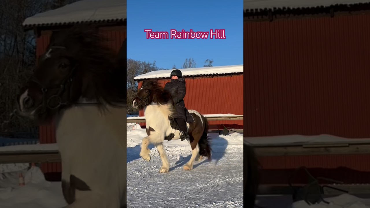 Islandshästar i tölt 