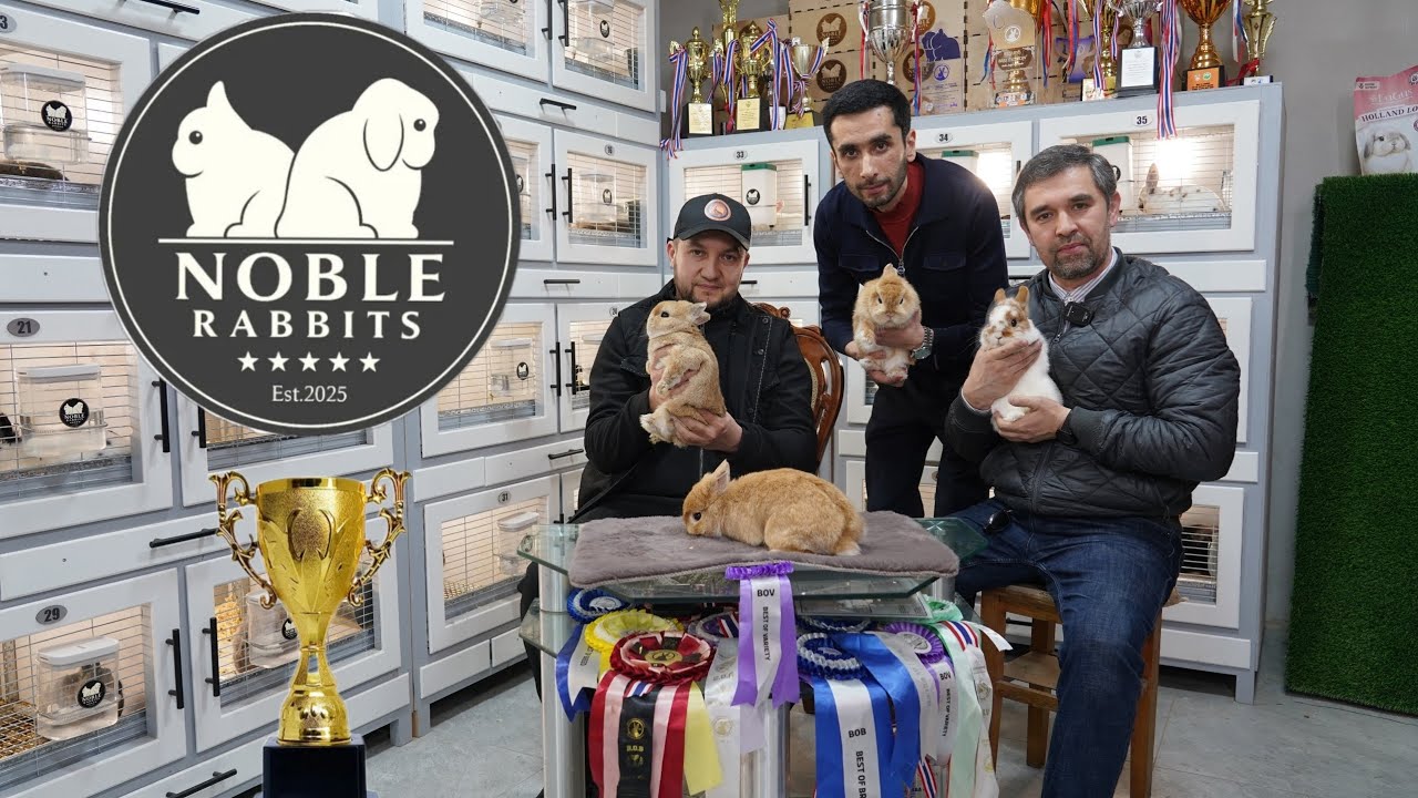 NOBLE RABBITS FERMASI OCHILDI 933854499 TELEGRAM ALOQA NOMER #quyon #quyonboqish #ферма #кролики 