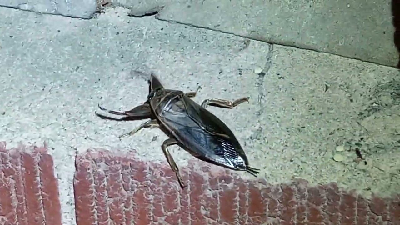 Alligator Tick The Scariest Bug On Earth