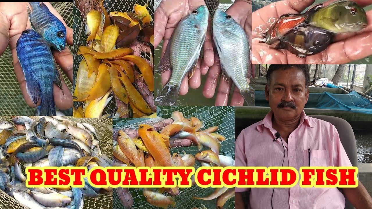 KOLKATA BEST QUALITY CICHLID FISH FARMING🐕DIAMOND HARBOUR FISH FARM🐕ORNAMENTAL FISH FARMING in INDIA