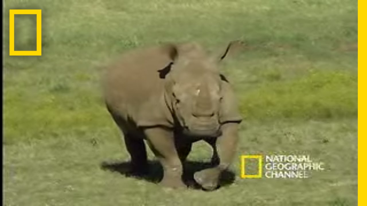 Saving the Black Rhino | National Geographic