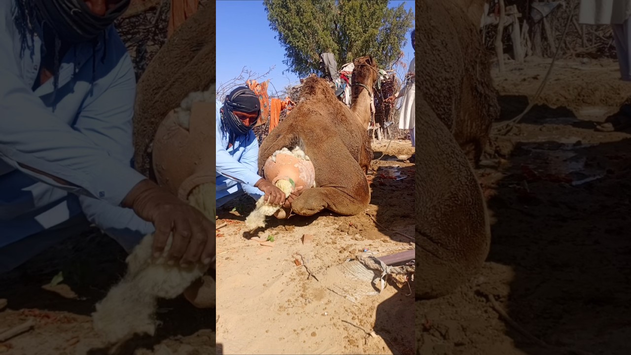 إنقاذ الجمل بإخراج جسم عالق باستخدام أداة