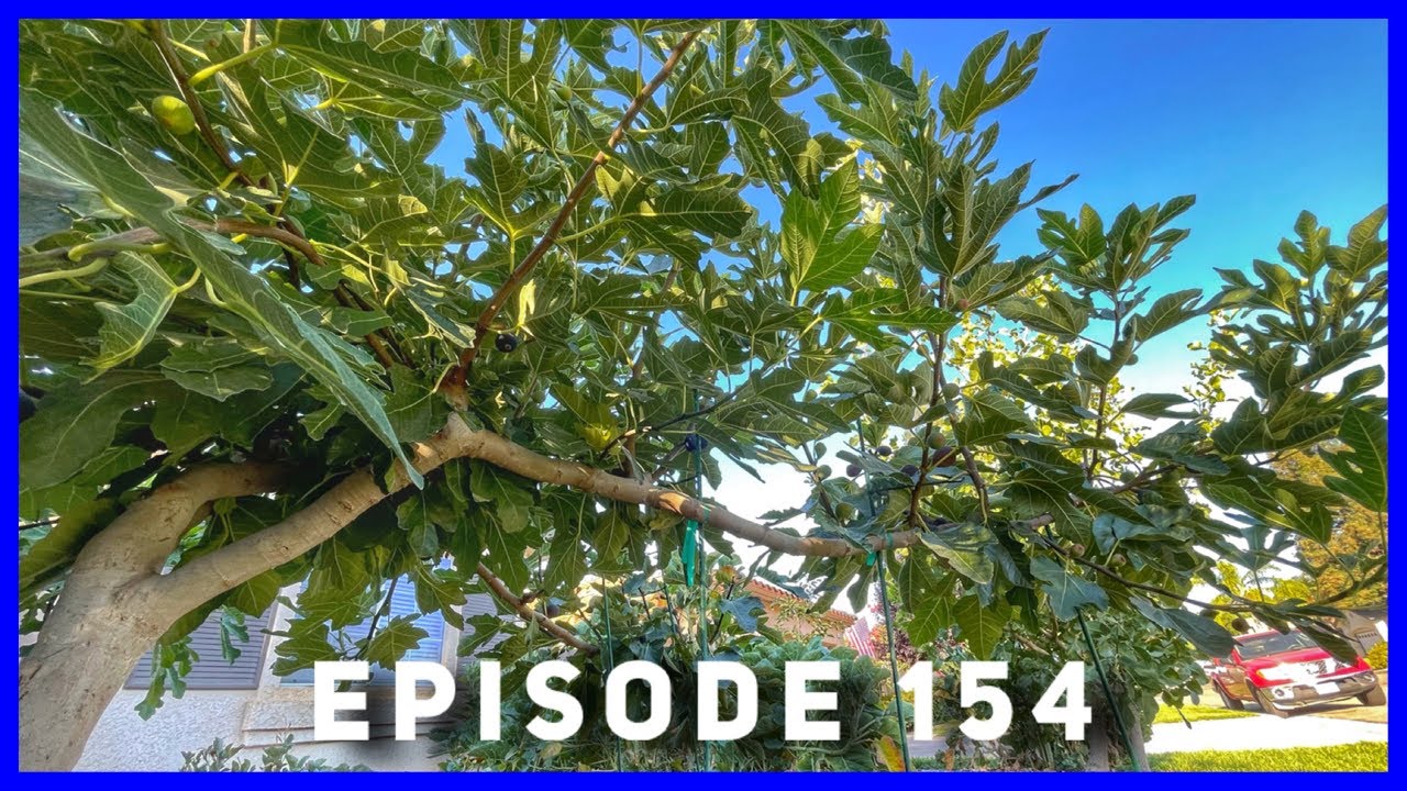 Harvest Figs like Grapes 🍇 - Espalier (Ep. 154)