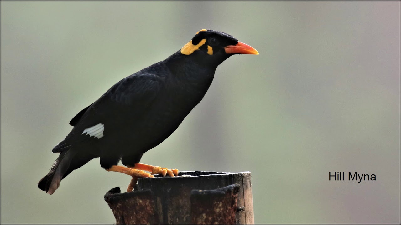 Birds of Thattekad and Munnar, Kerala