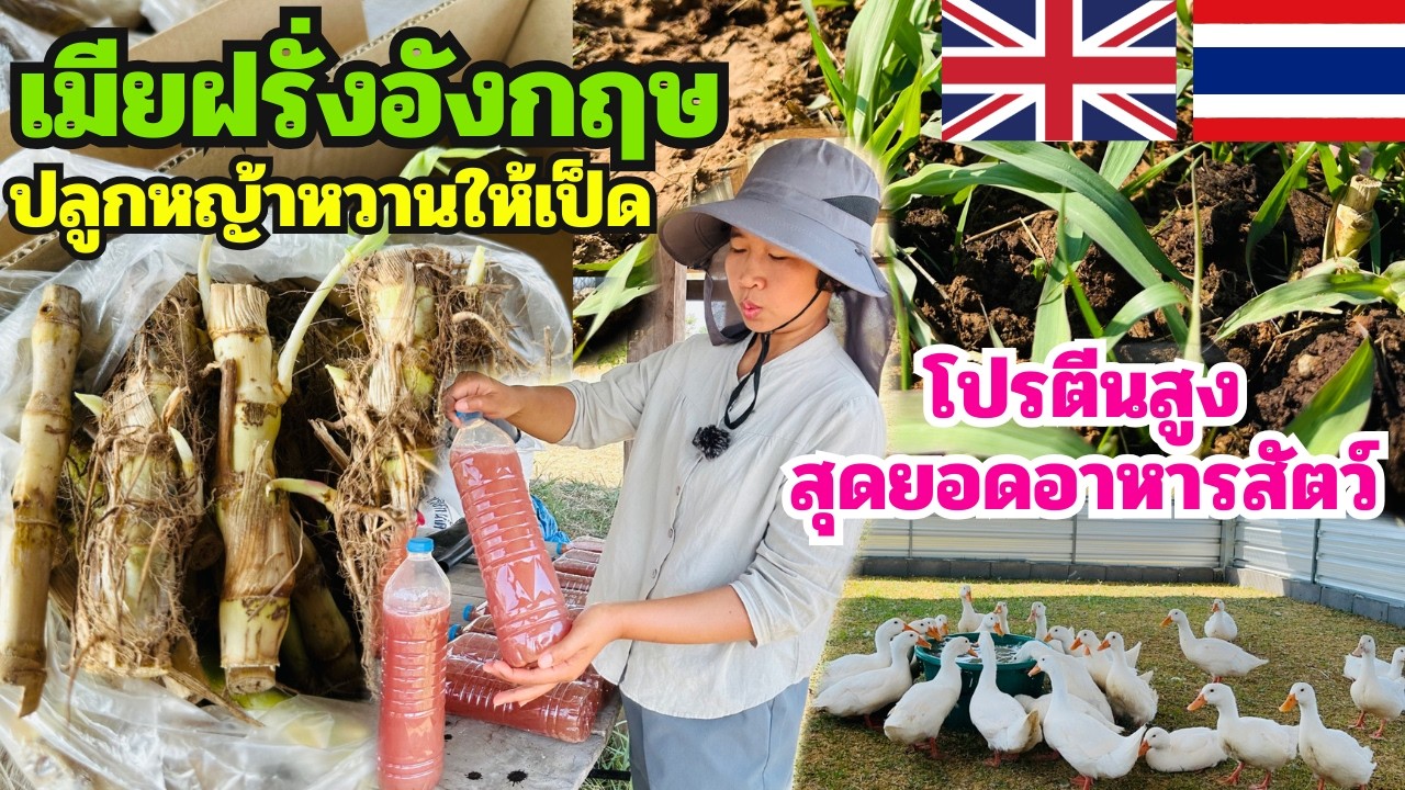 เมียฝรั่งอังกฤษปลูกหญ้าหวานอิสราเอลให้เป็ด (สุดยอดอาหารสัตว์‼️)โปรตีนสูง ลดต้นทุนหัวอาหาร