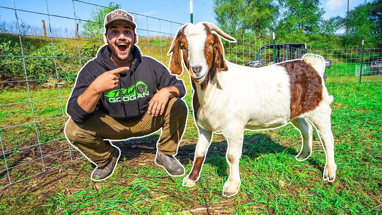 I Bought a GIANT GOAT for My BACKYARD FARM!!!