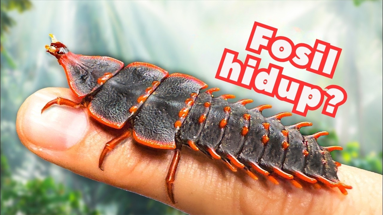 Makhluk Prasejarah Ditemukan Hidup-Hidup! Kumbang Trilobita yang Luar Biasa