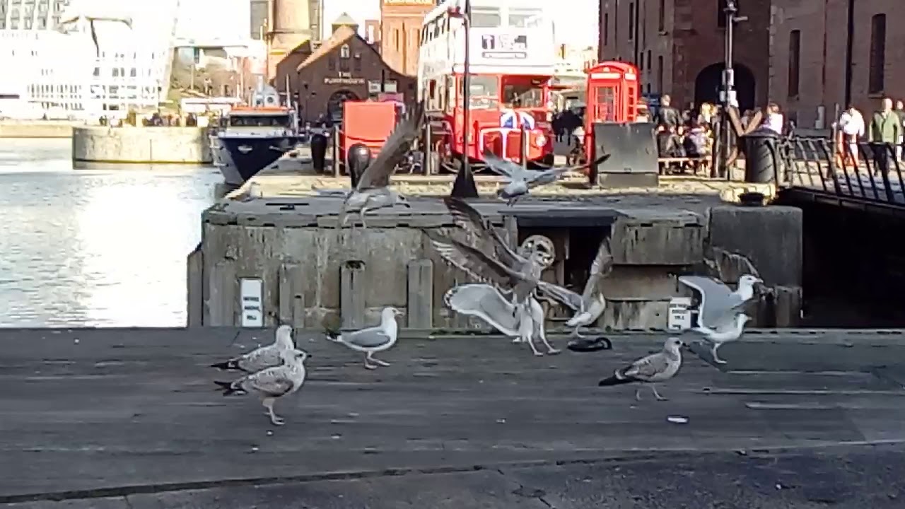 Seagulls👐 at the Royal Albert Dock,Liverpool,England 22/02/19