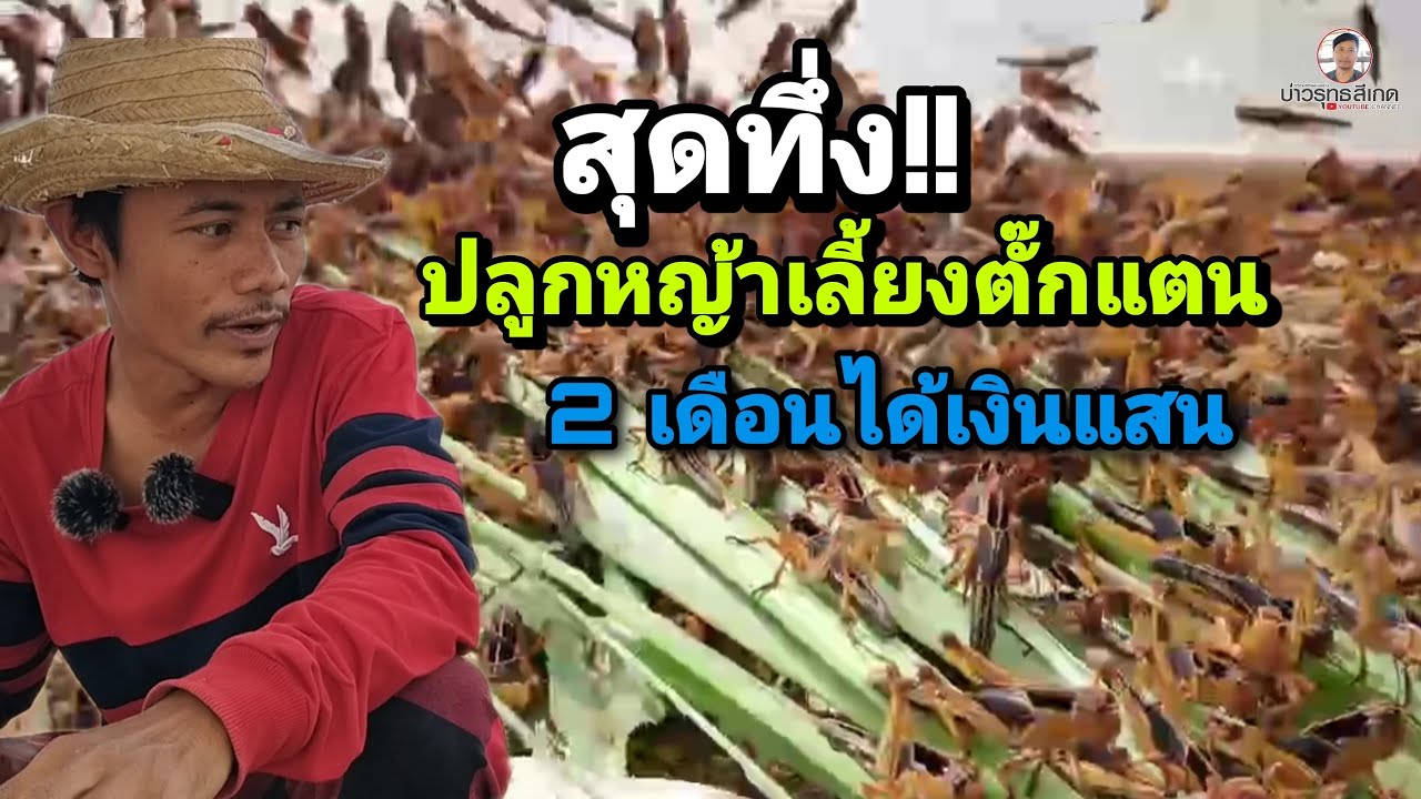 ปลูกหญ้าเลี้ยงตั๊กแตน 2 เดือน มีรายได้ หลักแสน บาท ชมคลิปจบสามารถเลี้ยงได้เลย
