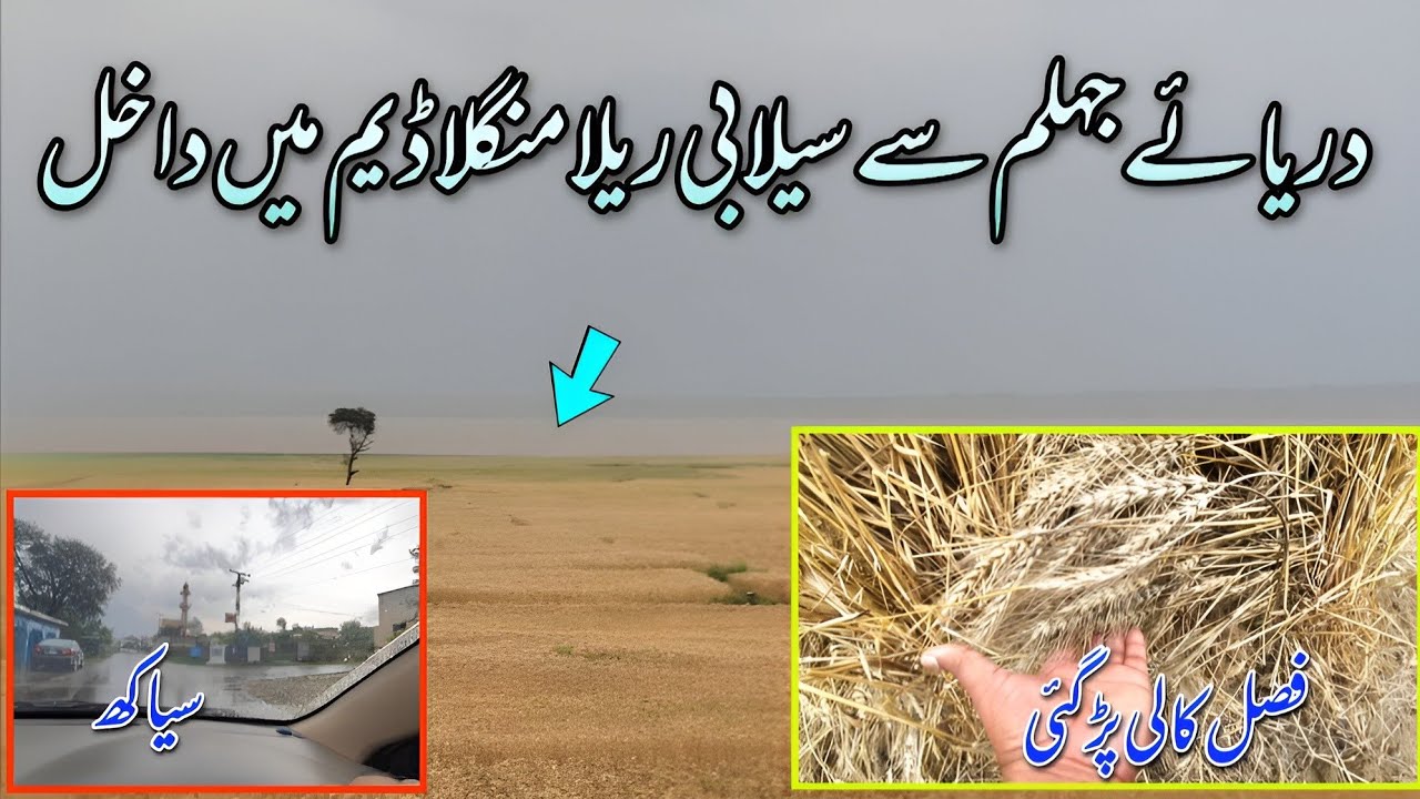 Mangla Dam Mea Selabi Rela Agaya | Gandum Ki Fasal ko Shaded Khatra | Hammad Official