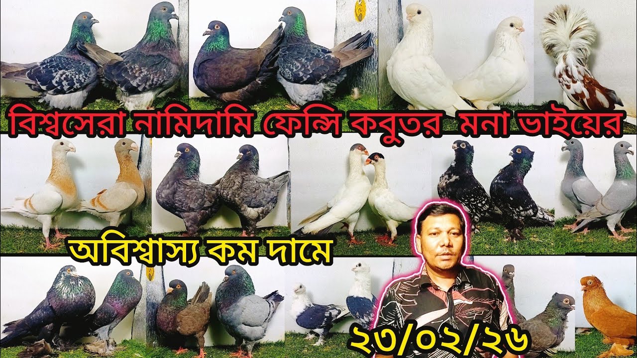মনা ভাইয়ের বিশ্বসেরা নামিদামি ফেন্সি কবুতর কিনুন | pigeon video | কবুতর | fancy pigeon |