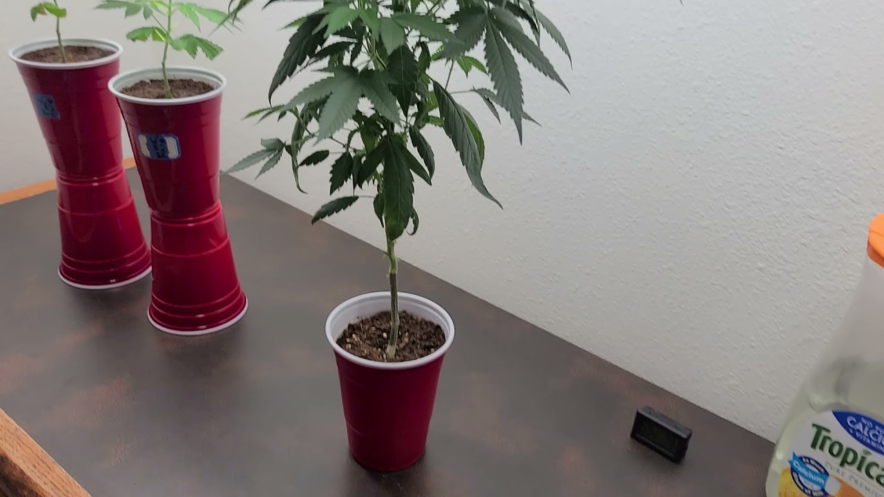 4 ft LED Shop light for growing cannabis clones & seedlings. Can you grow with a L.E.D. shop light?