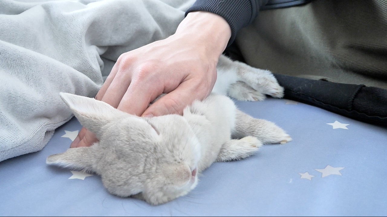 朝に弱い飼い主を仕方なく起こしにきてくれるも、そのまま隣で爆睡しはじめるうさぎさんが最高すぎる