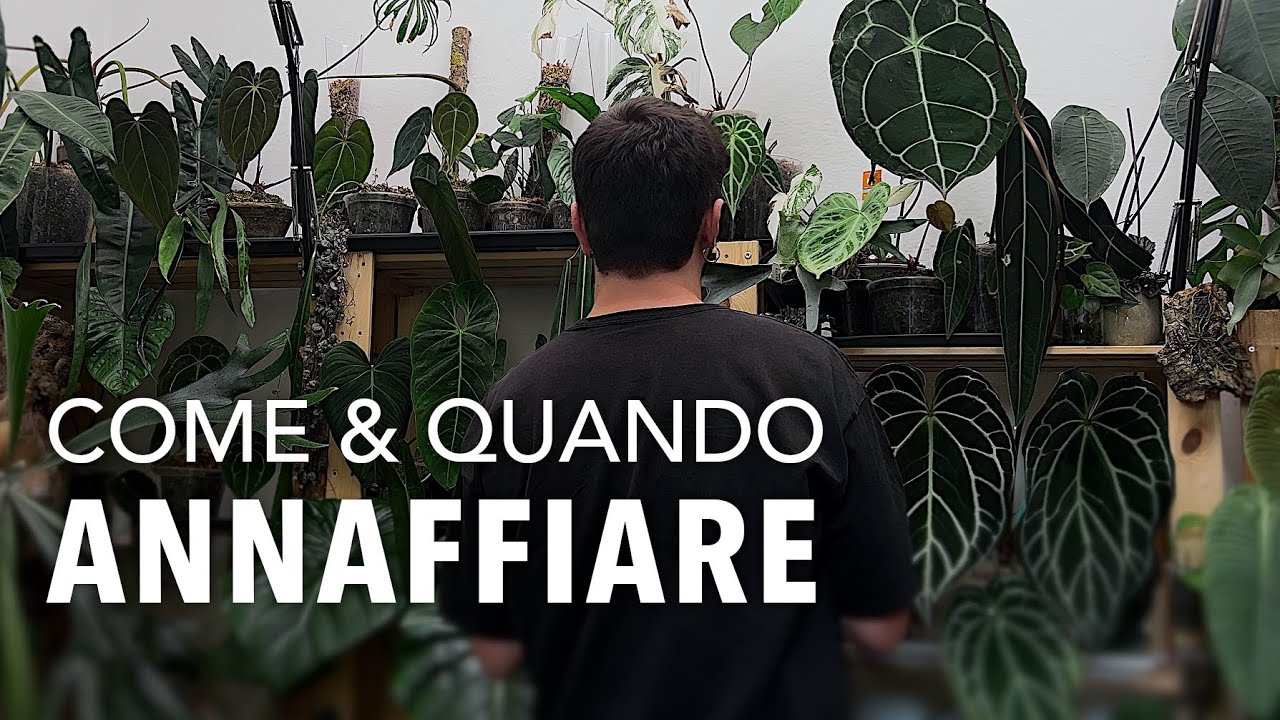 Impara ad annaffiare le tue piante d'appartamento